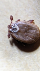 Dermacentor occidentalis