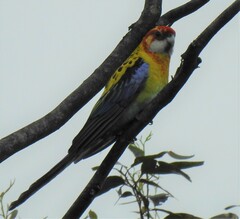 Platycercus eximius x adscitus