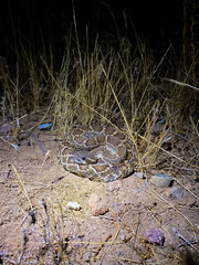 Crotalus oreganus helleri