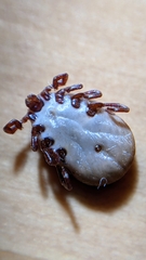 Dermacentor occidentalis