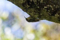 Certhia americana