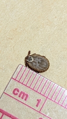 Dermacentor occidentalis