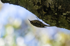 Certhia americana