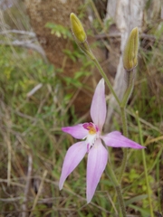 Caladenia latifolia