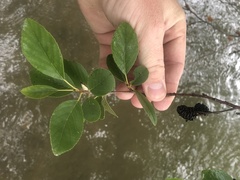 Alnus maritima oklahomensis