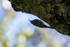Certhia americana