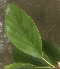 Alnus maritima oklahomensis