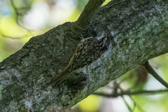Certhia americana