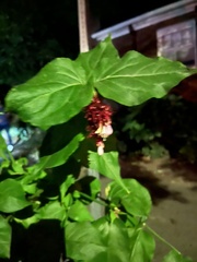 Leycesteria