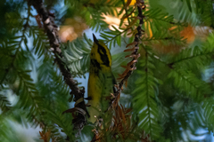 Setophaga townsendi