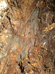 Brachyponera chinensis