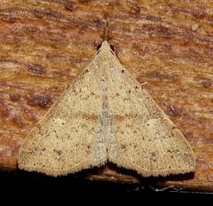Renia salusalis