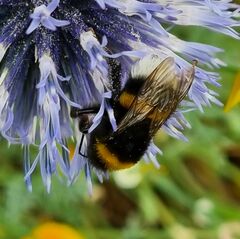 Bombus