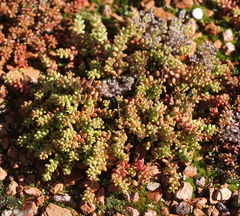 Sedum album