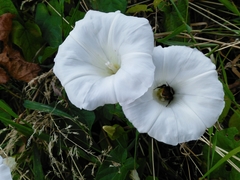 Calystegia sepium sepium