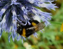 Bombus