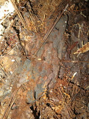 Brachyponera chinensis