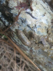 Philomycus carolinianus