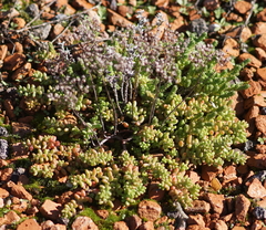 Sedum album
