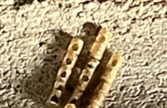 Insecta