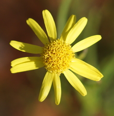 Senecio inaequidens