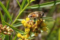 Eristalis anthophorina