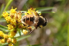 Eristalis anthophorina