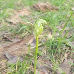 Pterostylis alpina