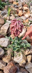 Veltheimia capensis