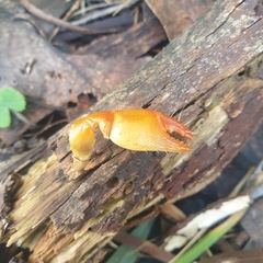 Engaeus tuberculatus