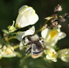 Bombus sylvarum