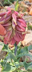 Veltheimia capensis