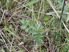 Acaena echinata