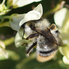 Bombus sylvarum