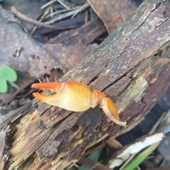 Engaeus tuberculatus