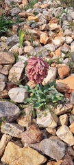Veltheimia capensis