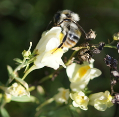 Bombus sylvarum