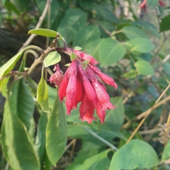 Cestrum elegans