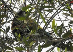 Ptilinopus magnificus