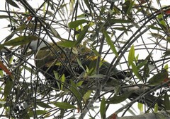 Ptilinopus magnificus