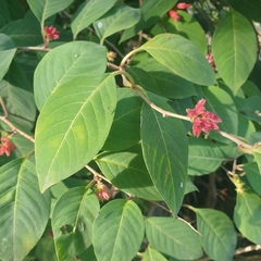 Cestrum elegans
