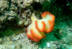 Sycozoa cerebriformis