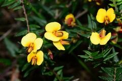 Bossiaea cinerea
