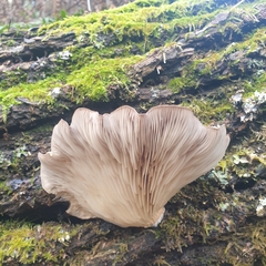 Pleurotus purpureo-olivaceus
