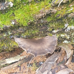 Pleurotus purpureo-olivaceus