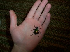 Calosoma sycophanta