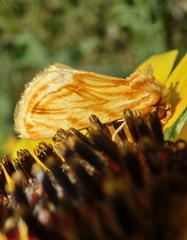 Cirrhophanus triangulifer