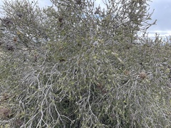 Melaleuca lanceolata
