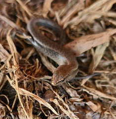 Lampropholis