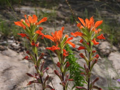 Castilleja glandulosa